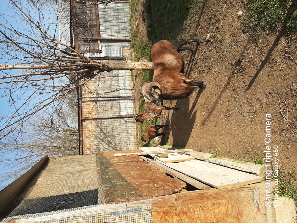 Camerun pereche cu miel