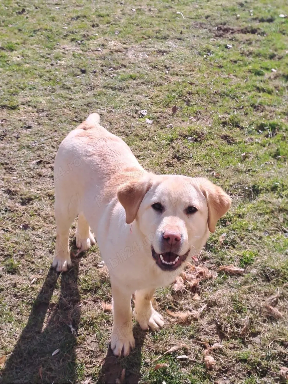 Cățelușă Labrador Golden