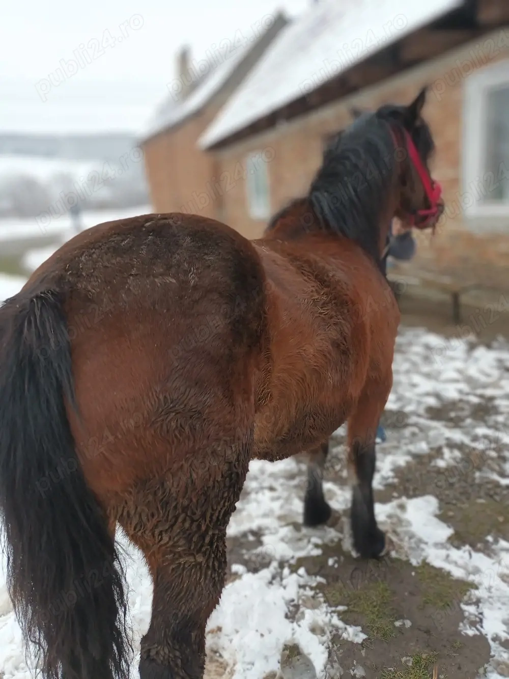 iapa de vânzare mai multe detalii la nr telefon 