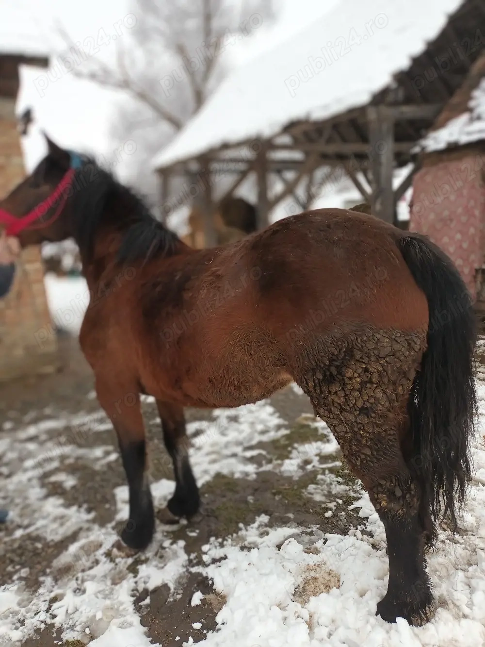 iapa de vânzare mai multe detalii la nr telefon 