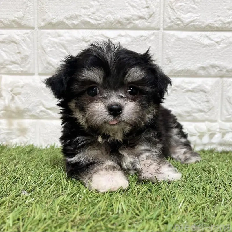 Mascul bichon havanez