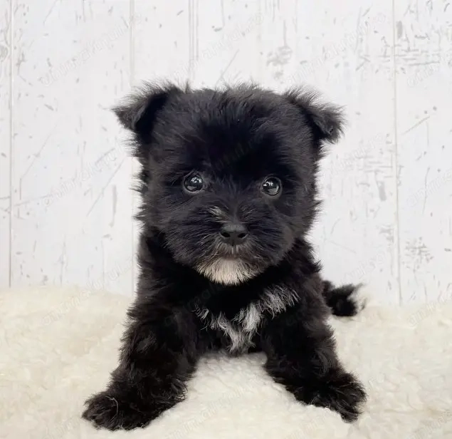 Mascul bichon havanez