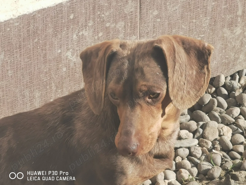 Teckel pitic arlequin masculin cauta perechea 