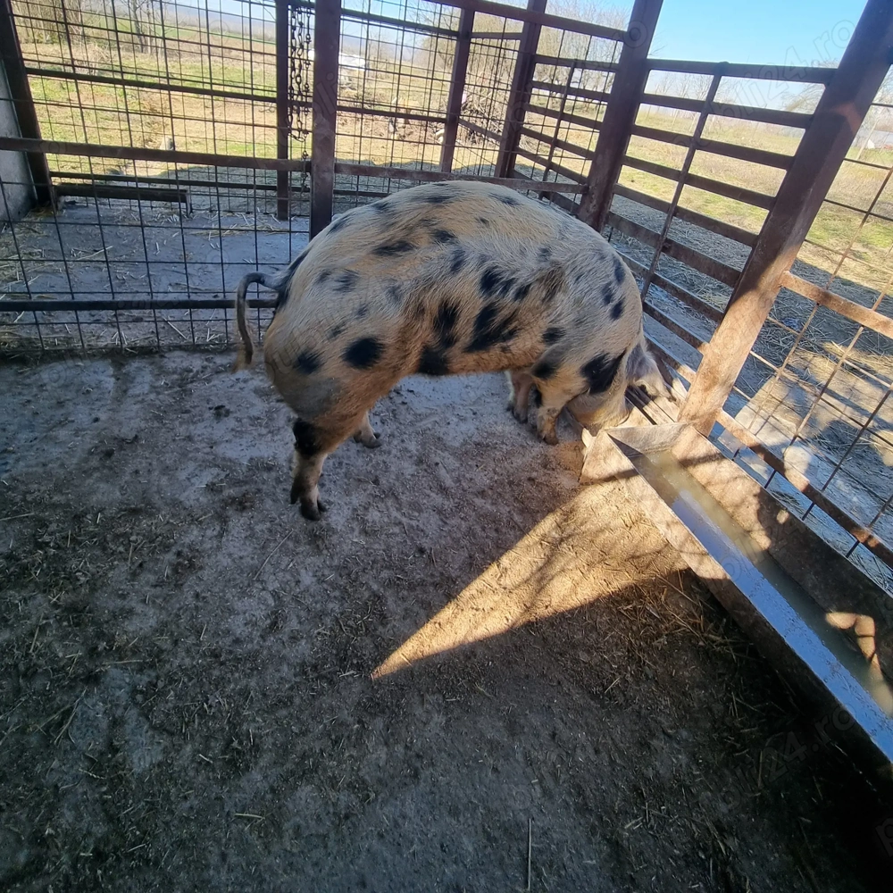 Purcea de vânzare 200 kg    Preț 16 lei kg 