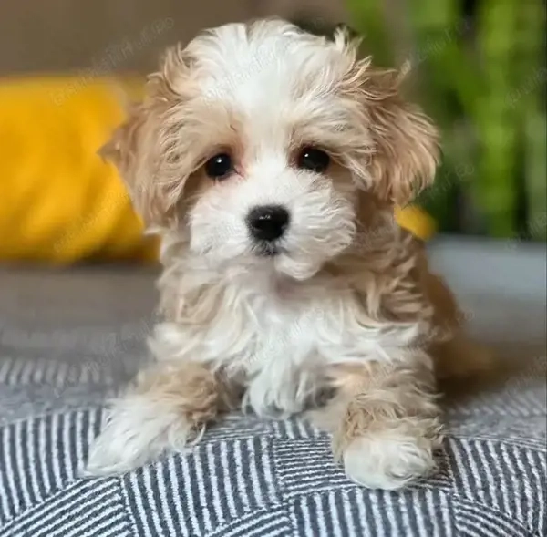 Maltipoo 1000 lei