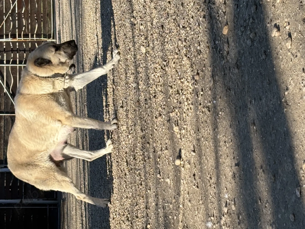 Căței ciobănești kangal