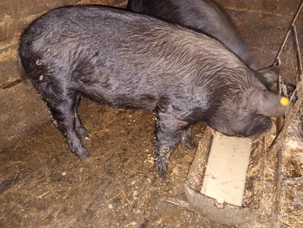 Disponibil porc castrat