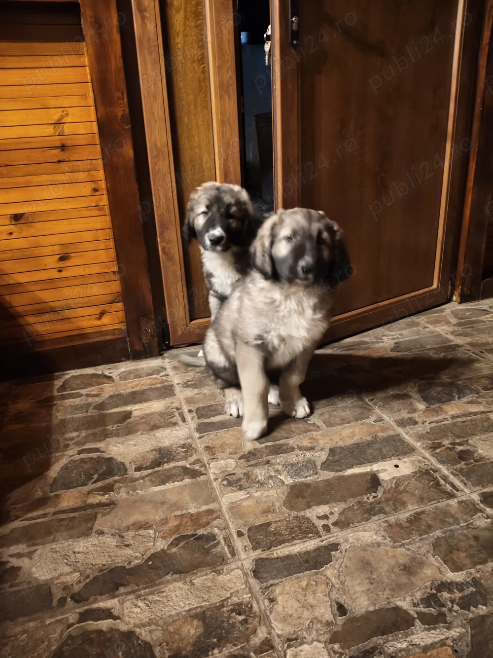 Pui Ciobanesc Carpatin