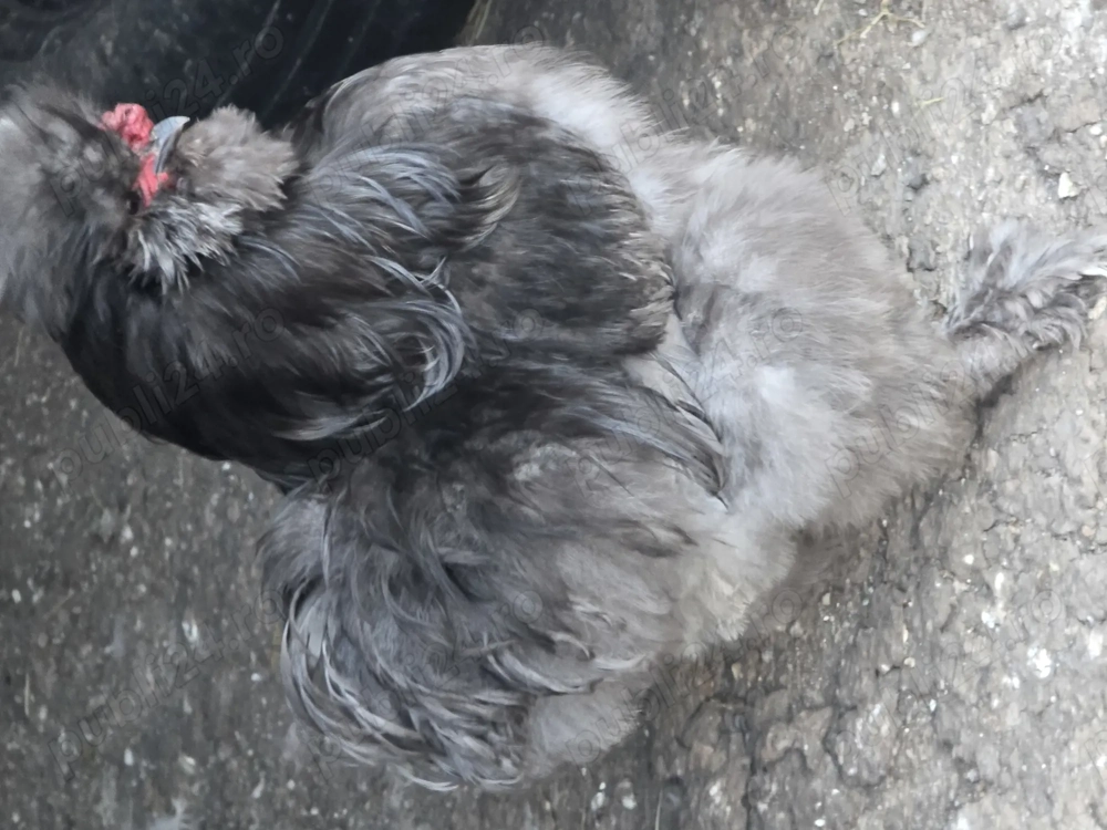 Vand diferite rase de cocoși 