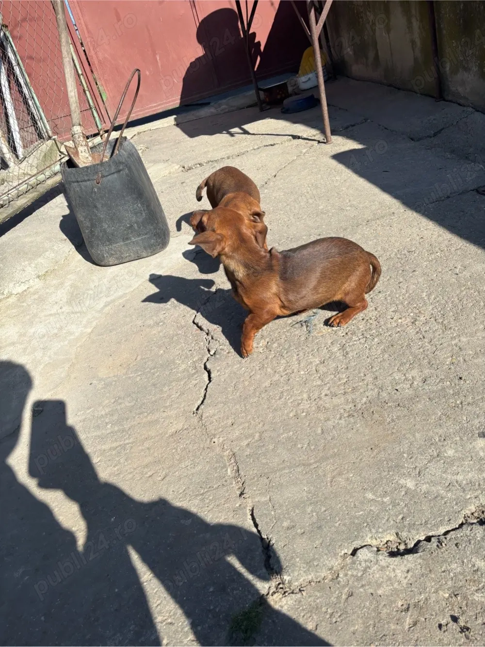 disponibili catelusi Tekel 