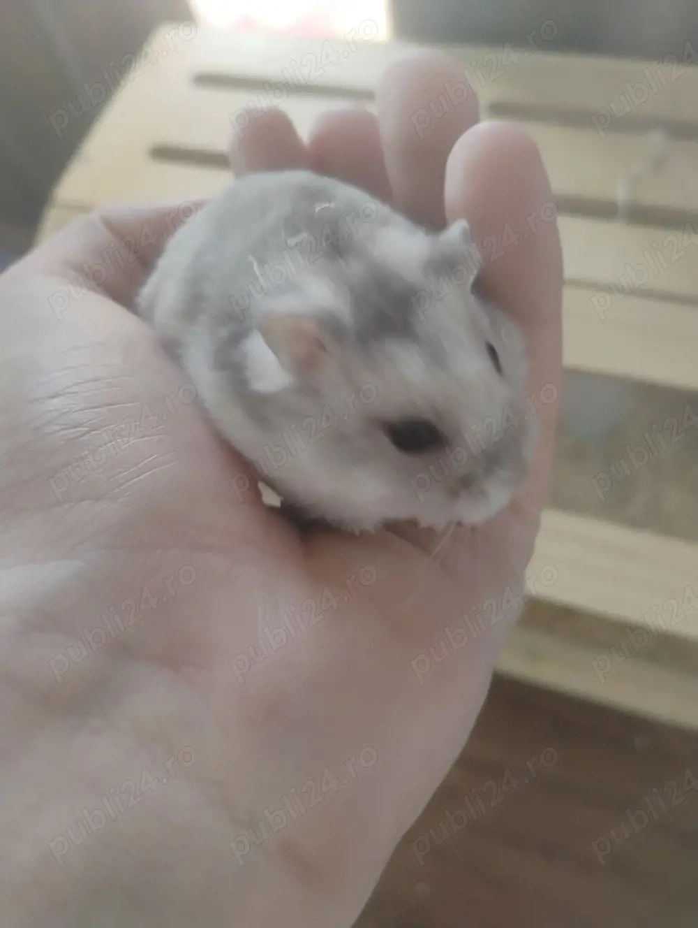 Donez hamsteri 