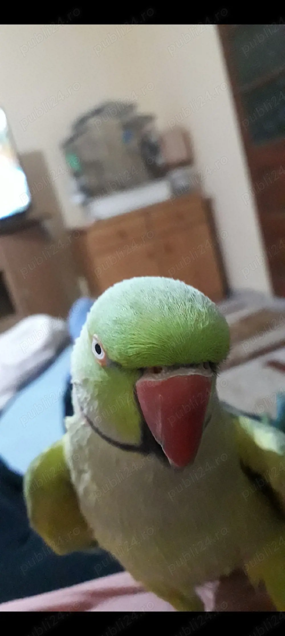 Marele si micul alexandru