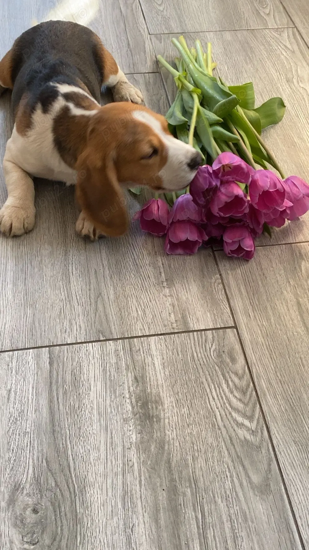 Cățelușa Beagle original 