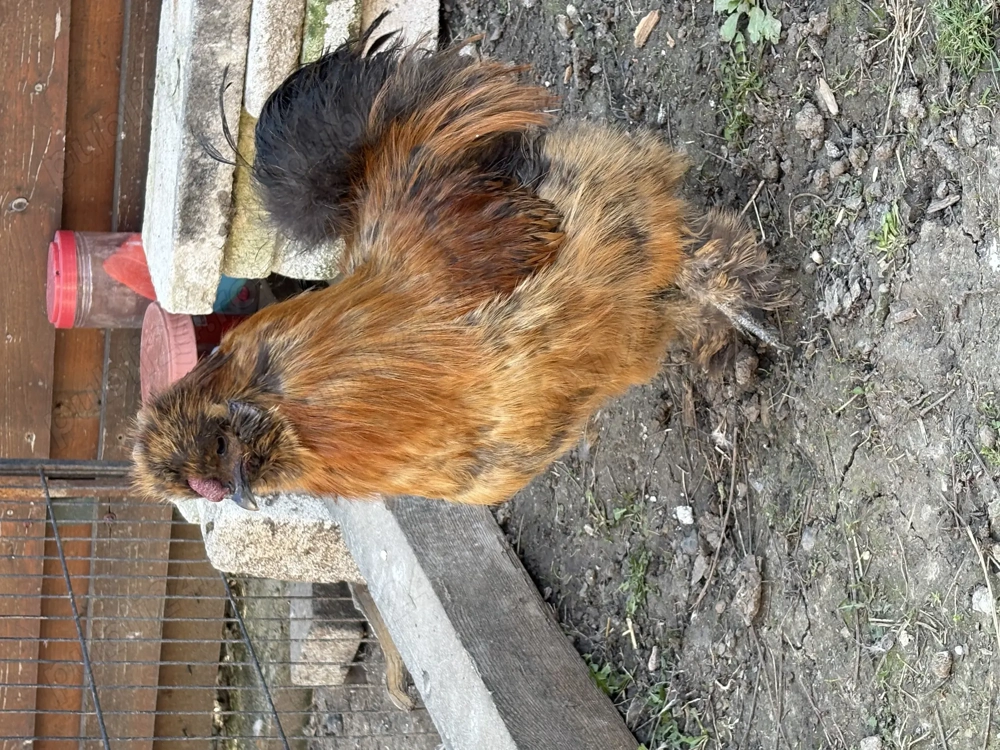 Cocos matase japoneza