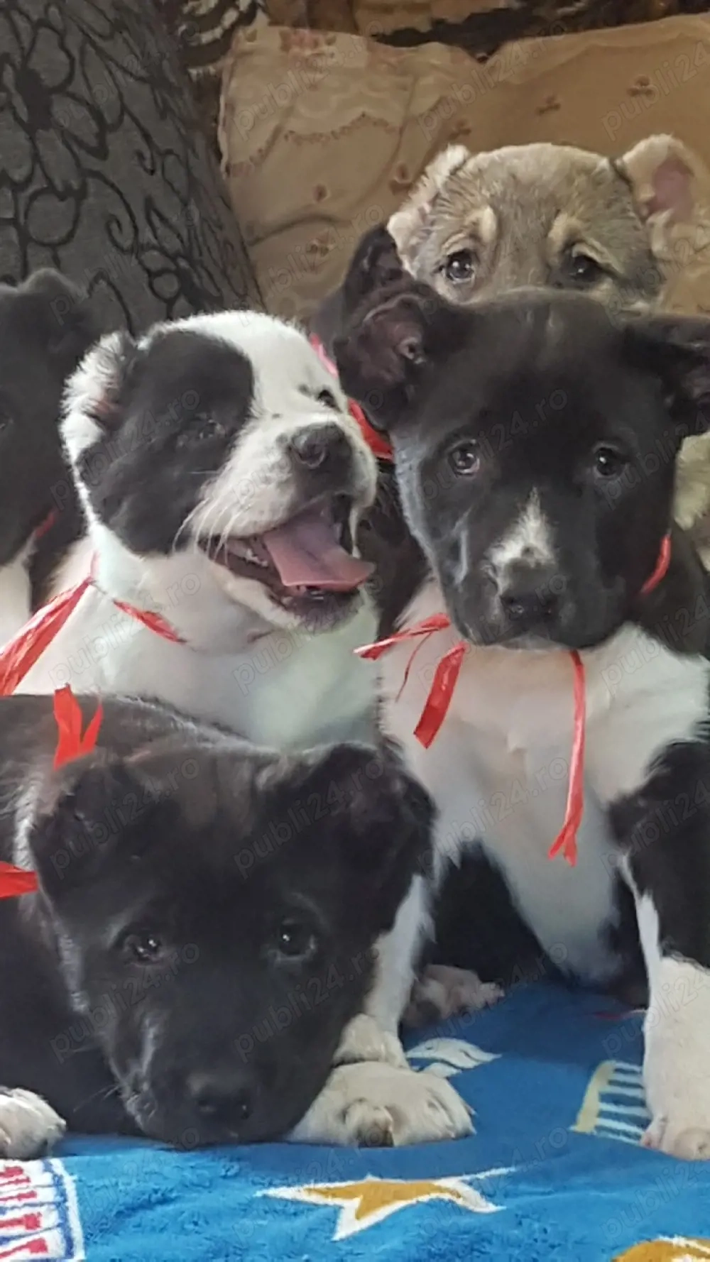 Catei Ciobanesc de Asia Centrala,Alabai,catel