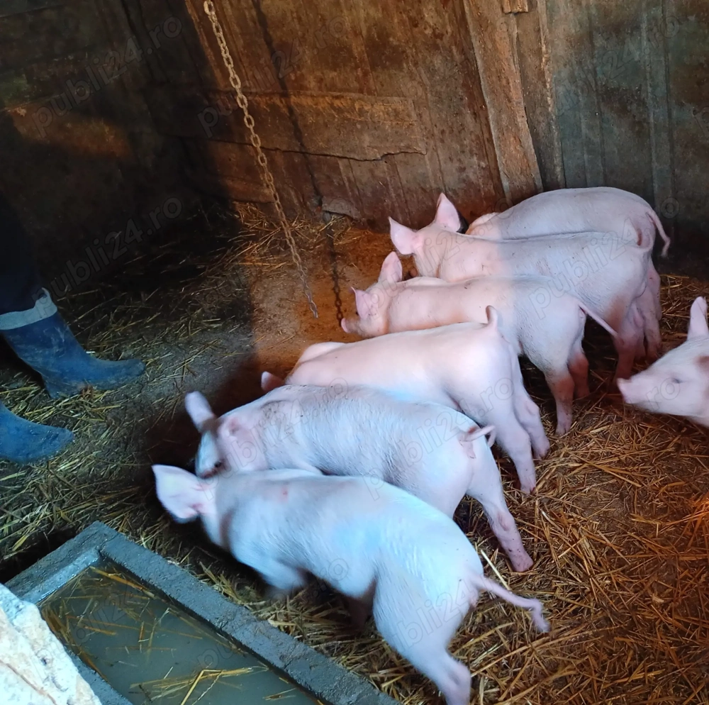 Purcei 7 săptămâni 