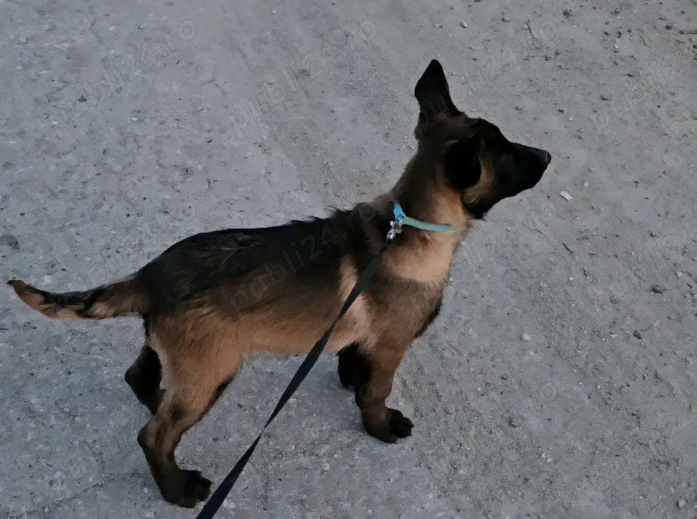 Ciobănesc belgian malinois mascul 