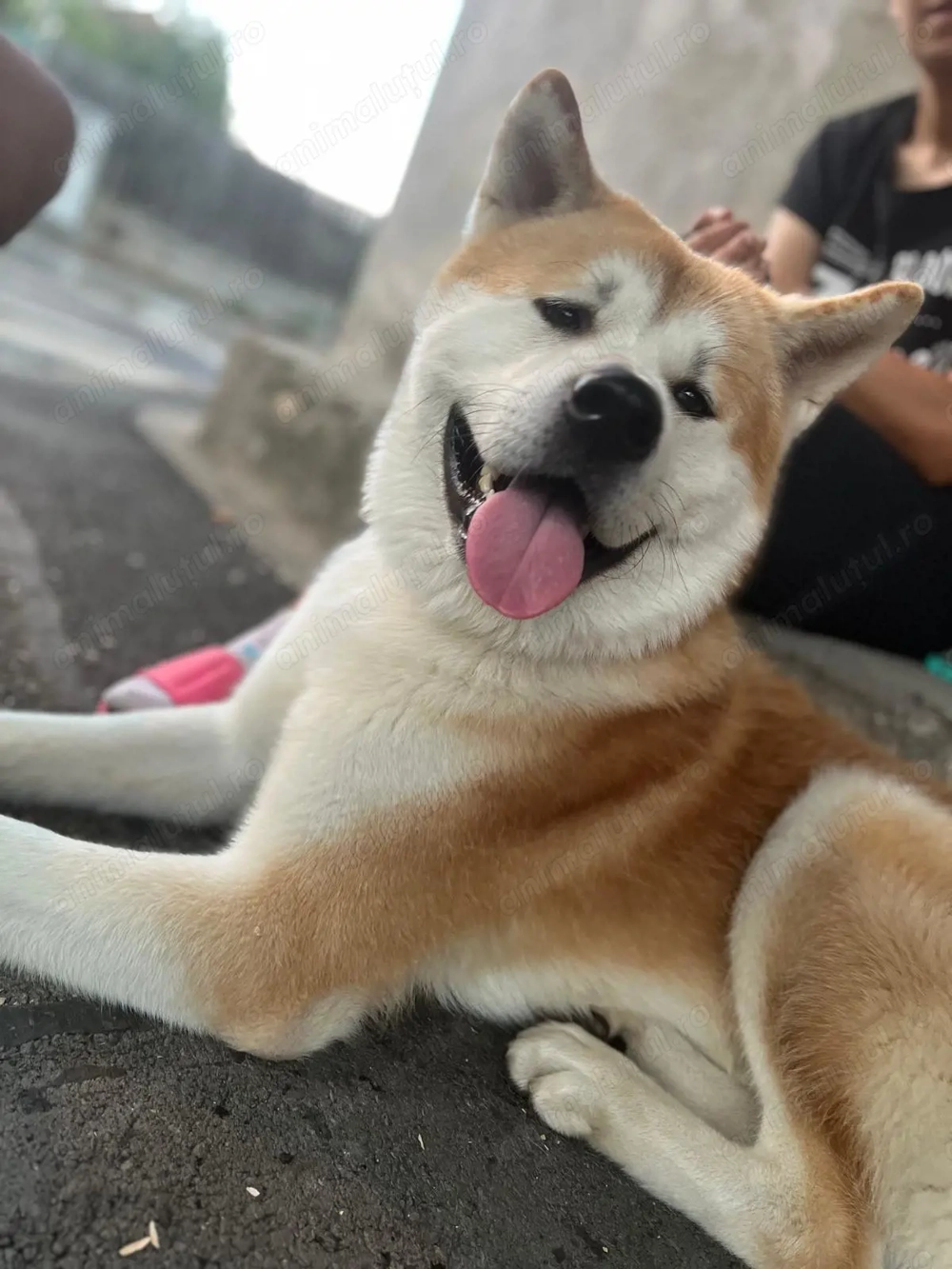 Se donează Akita Inu vârsta 2 ani urgent !!!