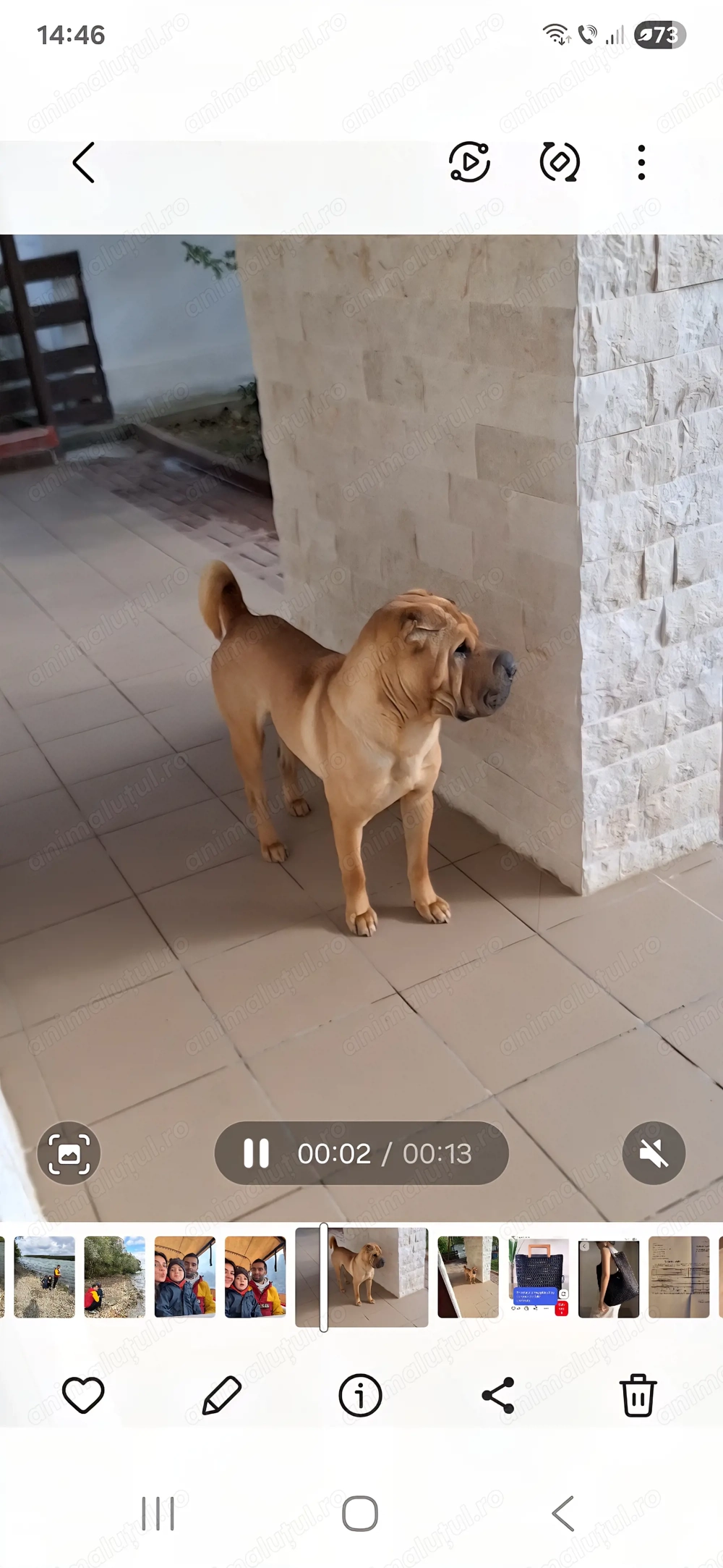 Caine rasa Shar-Pei linistit