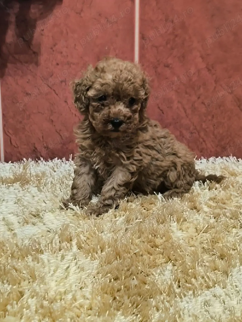 Vand pudel mascul 3 luni RED