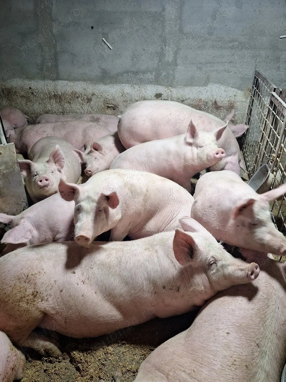 porci de carne