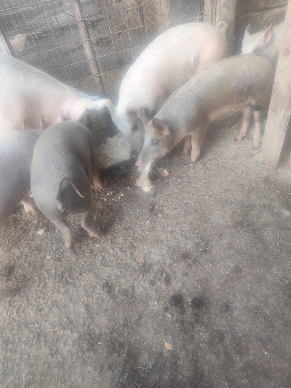 Vând 2 grăsune cele maro cu pete