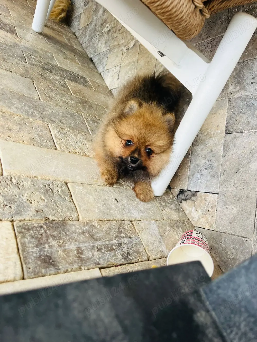 Pomeranian Maroo toy !!!