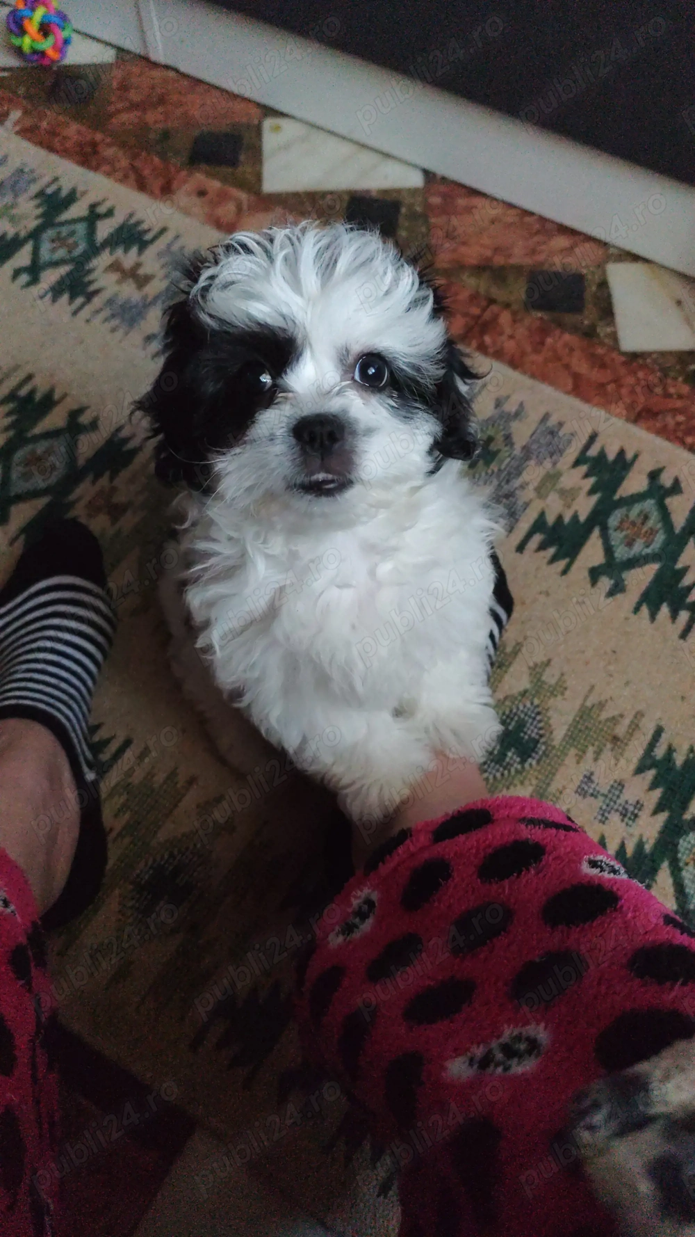 Vînzare pui cine talie mică 