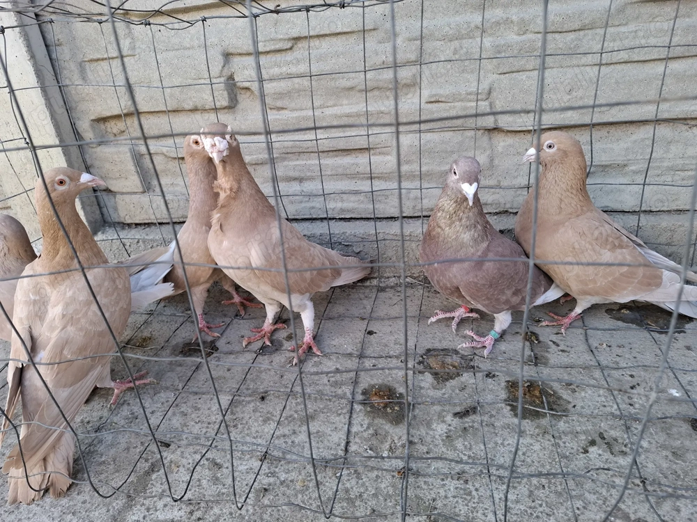 Vand voiajori galbeni 