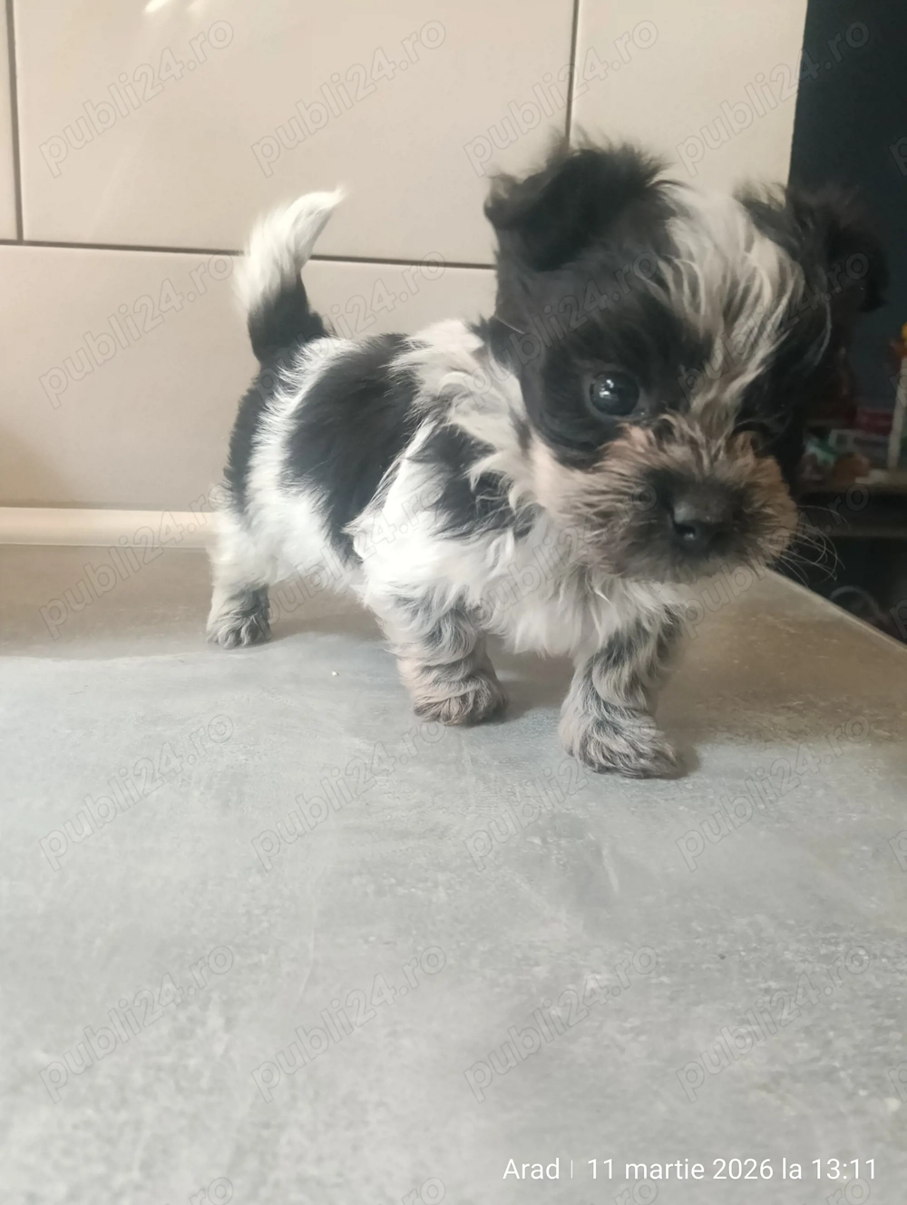 Vând shih tzu masculi 