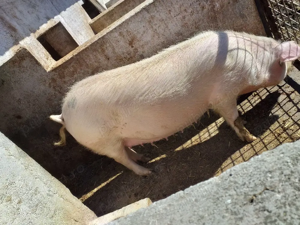 de vânzarea scroafă genstantă rasă landras montată cu marel alb termen de fătare 6 aprilie 