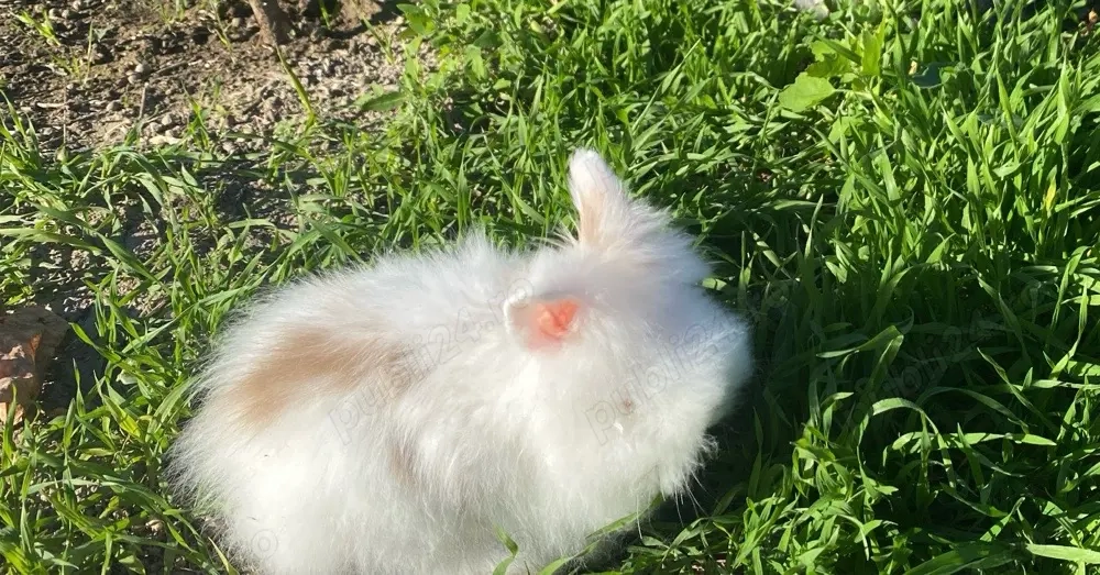 Iepure pitic cap de leu 