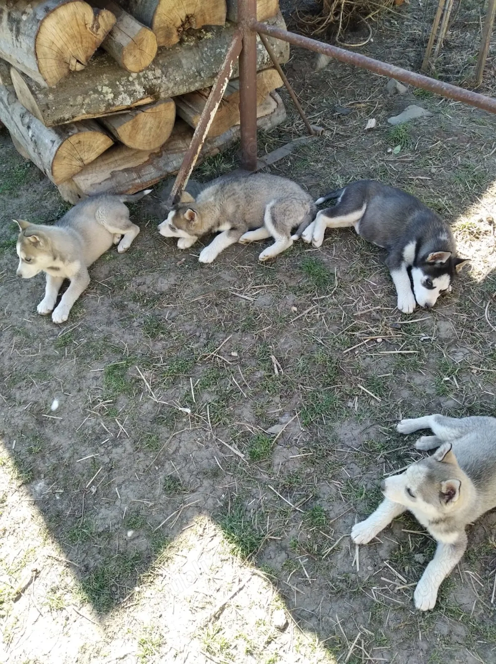 Catelusi Husky Siberian