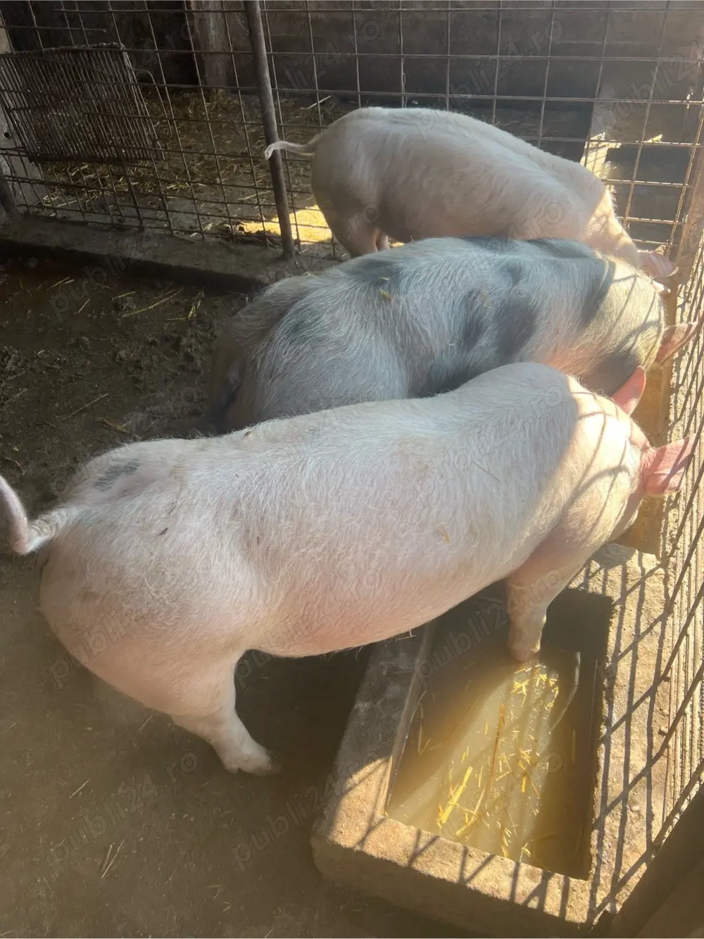 de vinzare porci 110-130 kg