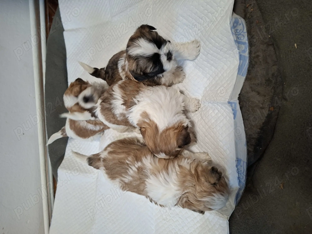 Catei Shih-Tzu 5 saptamani 