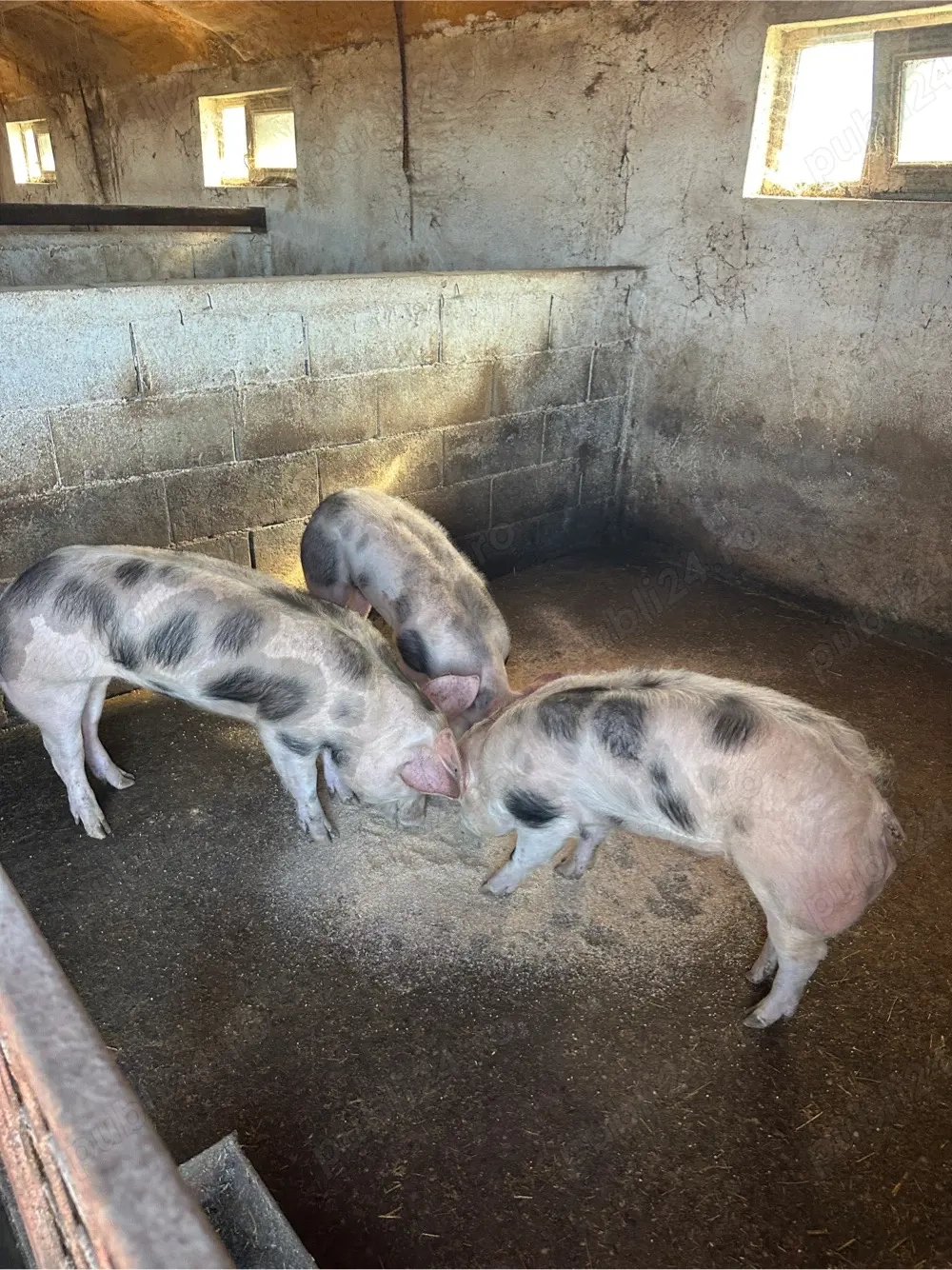 Pietrain rasa de carne 35 kg 