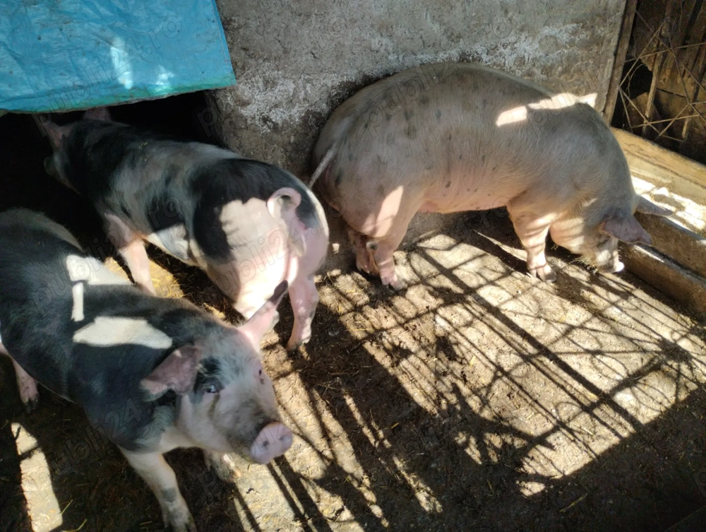 Porci de vânzare 