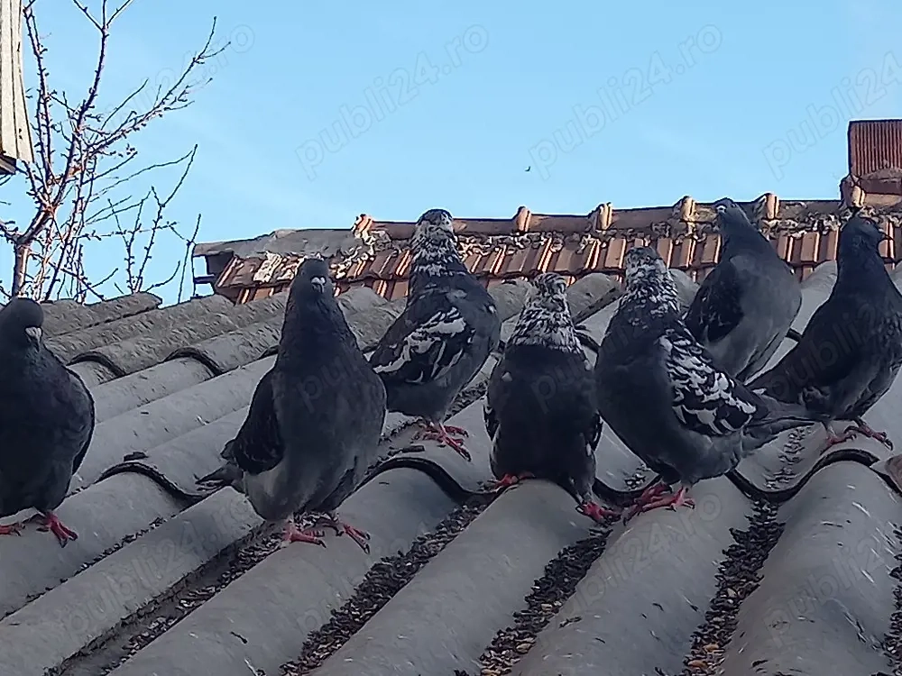 Vand 12 porumbei gainari stil vechi .