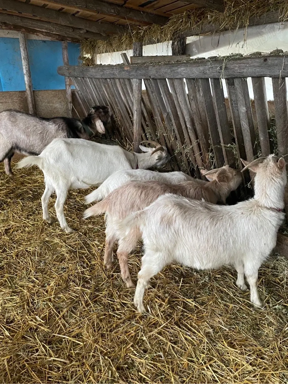 vand capre foarte bune de lapte