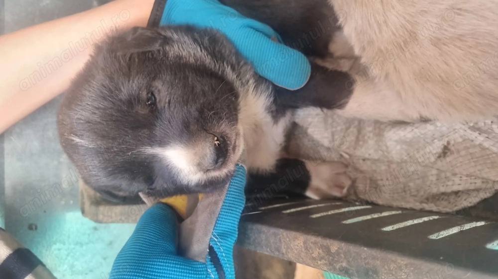 5 pui de cățel găsiți abandonați pe stradă 