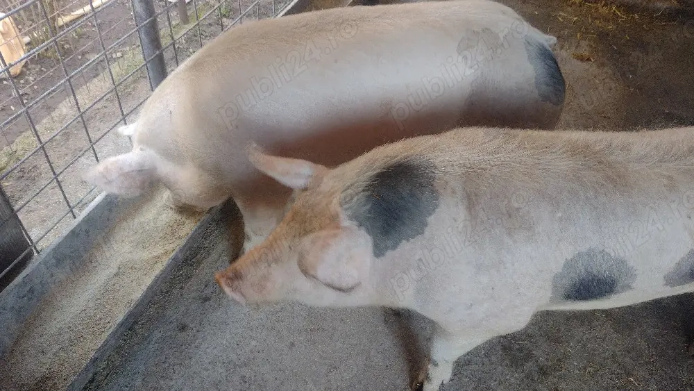 porci de vanzare 
