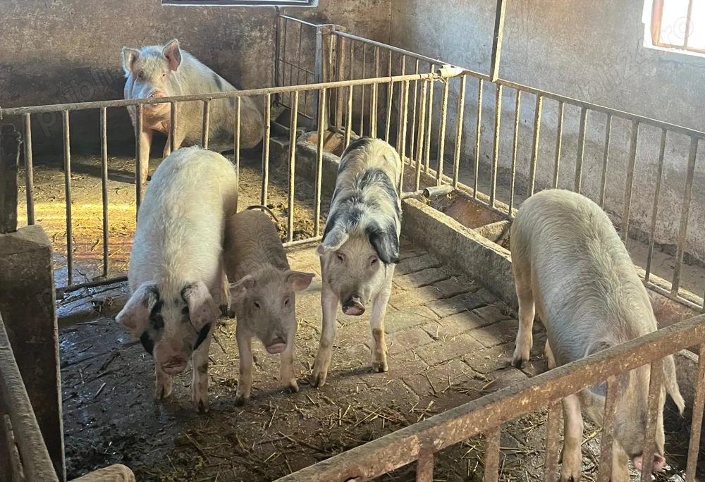 Porc de casa de vanzare