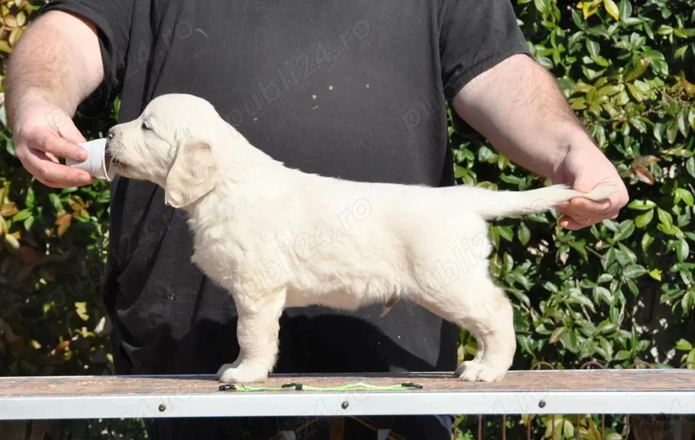 Disponibili pui Golden Retriever