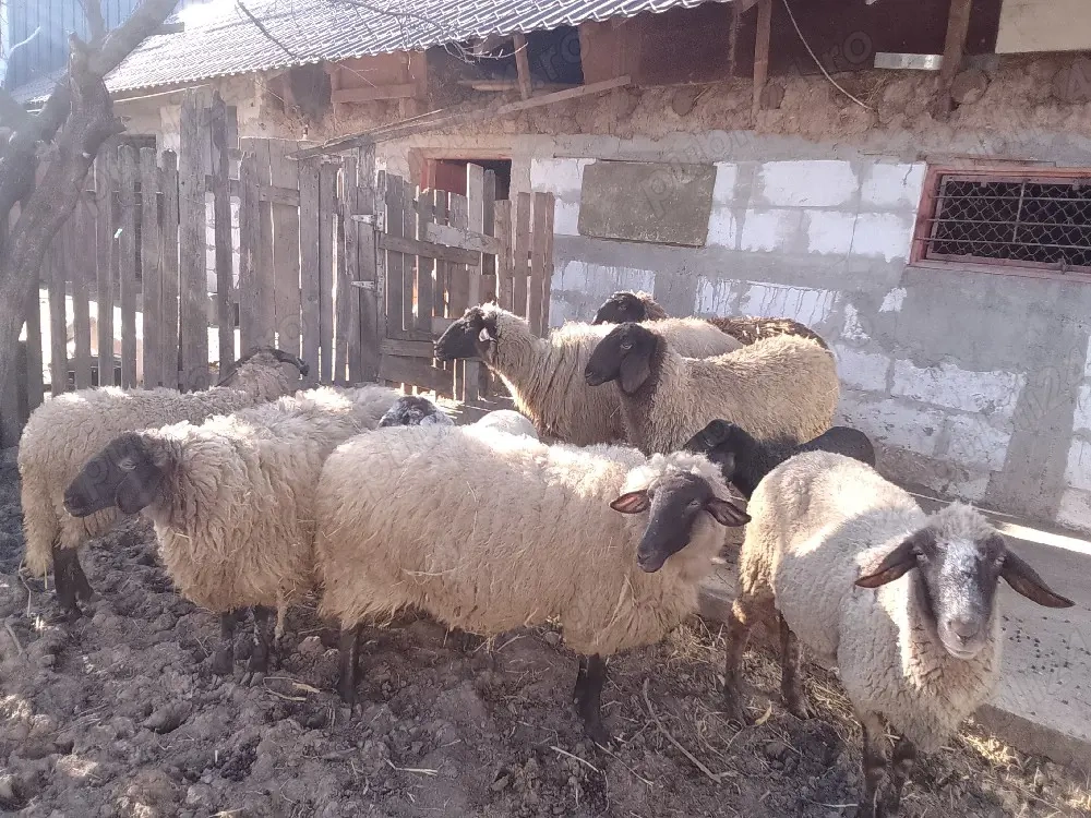 oi carabase de Teleorman 