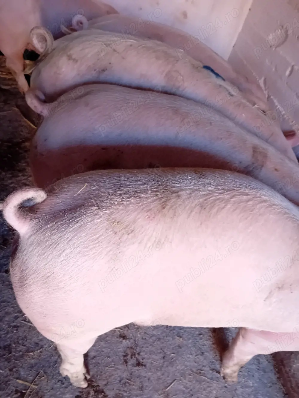 soldani kik 75- 90 kg