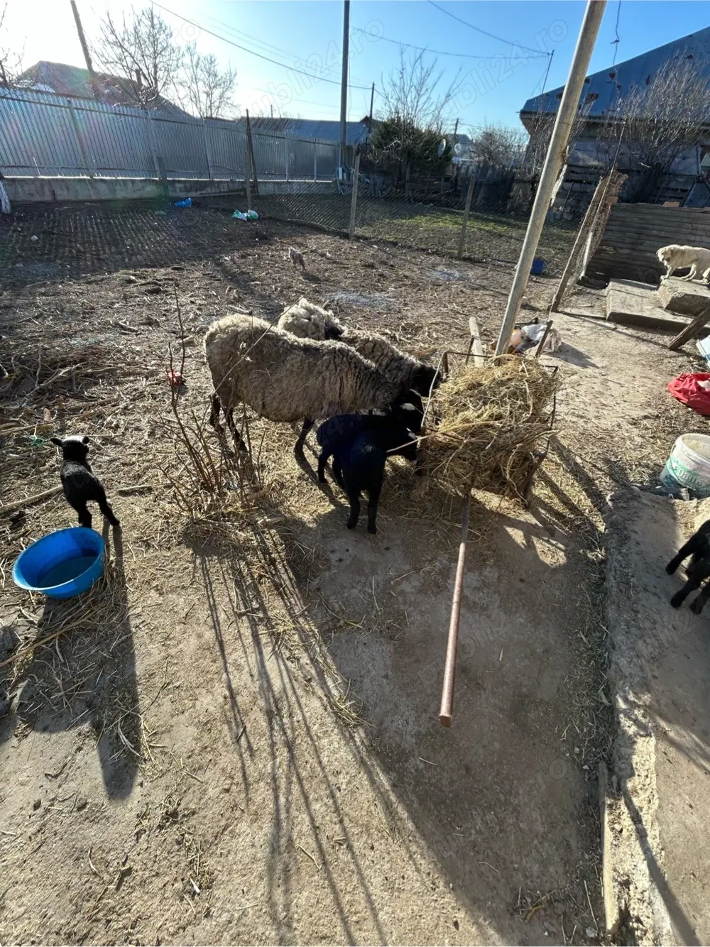 vând o oaie rasă Romanov 