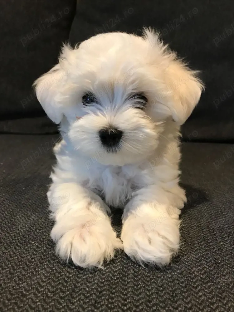 Bichon Maltez Mini Toy