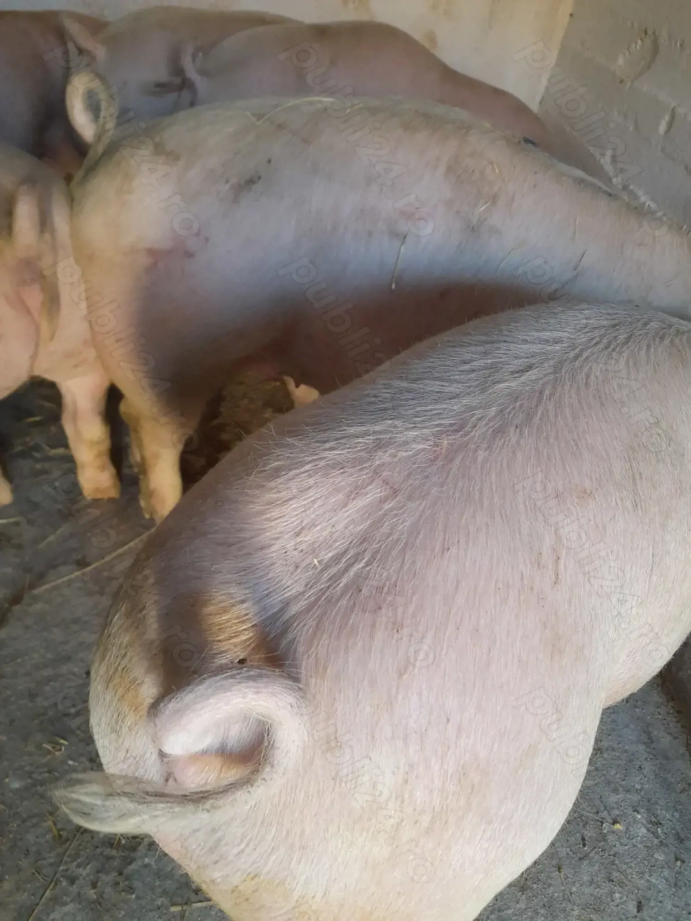 soldani pik 75 kg -90 kg 