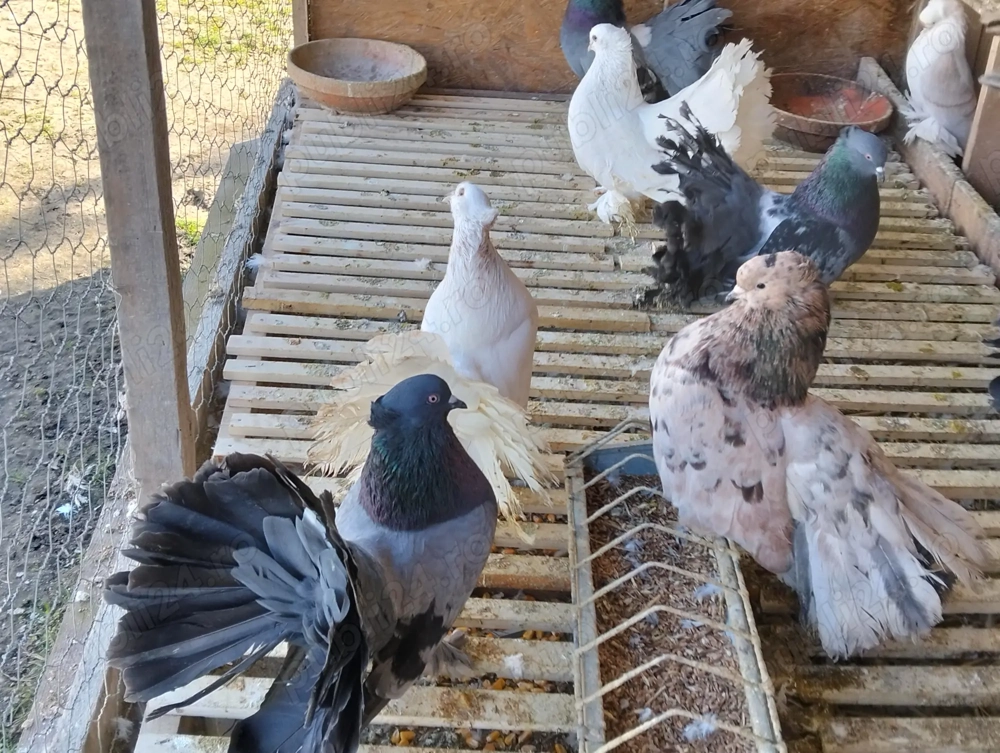 Vand porumbei voltati indieni!