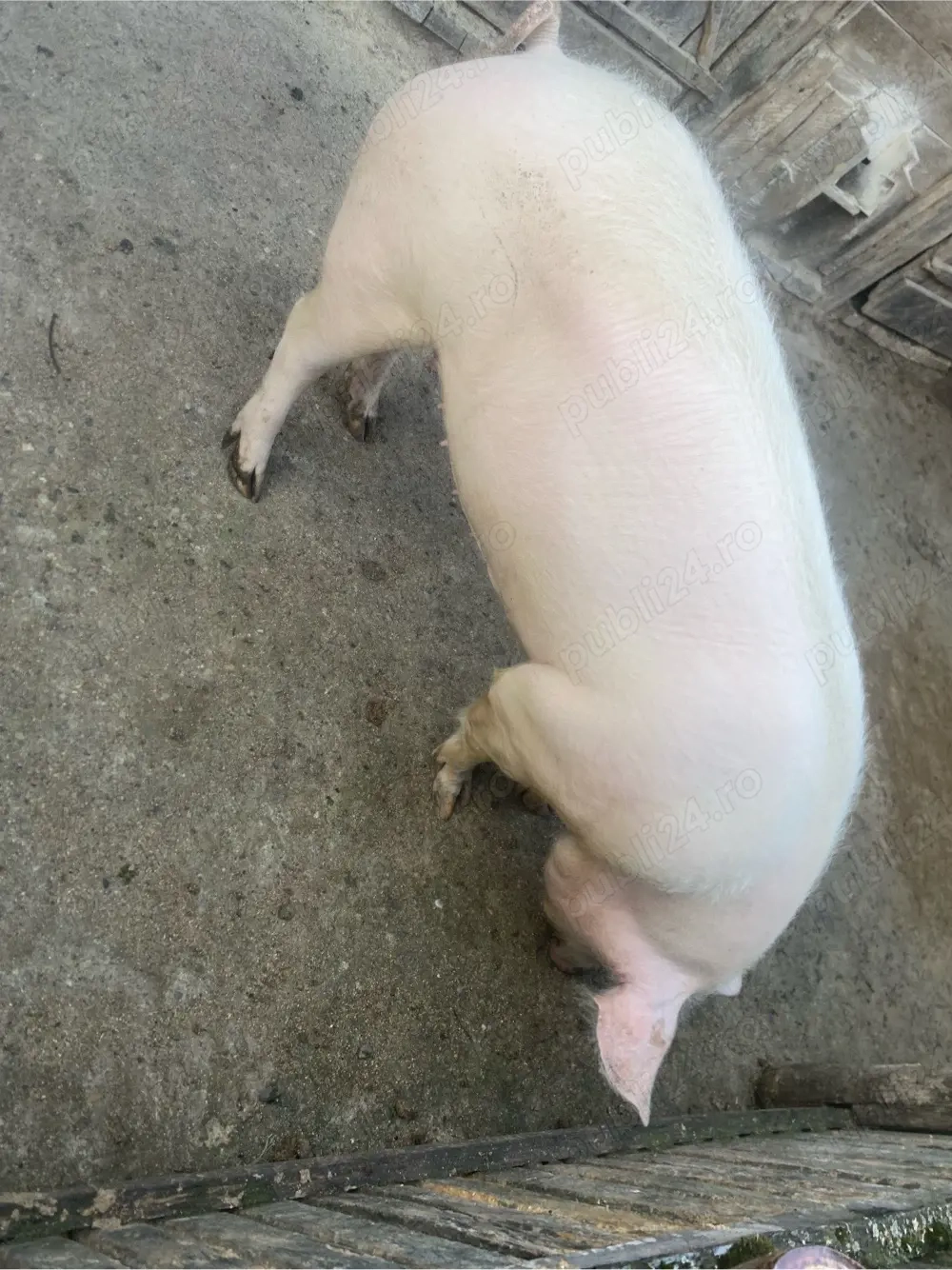 vand porc rasa pietran   !